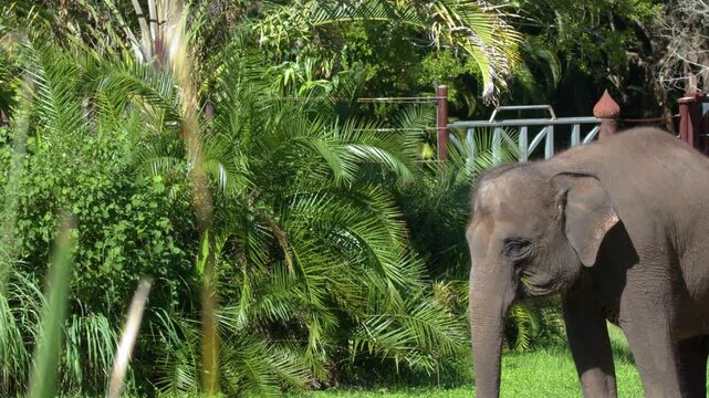 Asian elephant grazing on green grass in tropical zoo enclosure during sunny day with lush palm background.