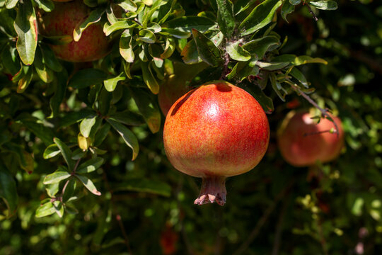 ripe pomegranate on tree branch