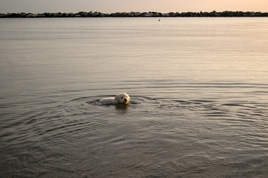 Cane di razza Lagotto Romagnolo bianco che nuota nell'acqua calma del lago del Parco del Gelso a Bellaria Igea Marina durante un tramonto autunnale con la linea della costa sullo sfondo