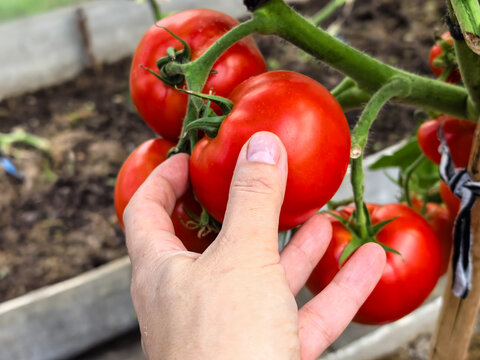Close Up Hand Picking Large Ripe Tomato