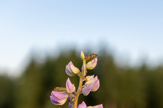 Dolycoris baccarum stink bug on Lupinus polyphyllus pink flower at summer meadow