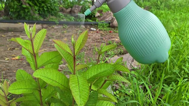 Spraying water mist on young guava plant leaves in garden. Agriculture and plant care concept