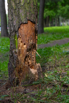 Pine tree trunk damaged by bark beetle infestation in a park
