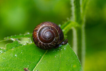 Brown garden snail with spiral shell on a dew-covered green leaf © Mariia