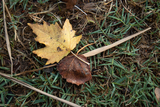 Dettaglio autunnale nel Parco del Gelso a Bellaria Igea Marina con una foglia secca di acero gialla e una foglia marrone cadute sul prato d'erba verde umido durante il cambio di stagione