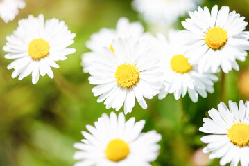 Fototapeta premium Bright floral background with white daisies and yellow centers in sunlight. Soft green blurred background and selective focus create a fresh spring nature backdrop.