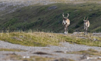 Woodland caribou herd walking over a ridge.  © Brittany