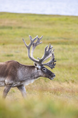 Woodland caribou bull during sunrise.  © Brittany