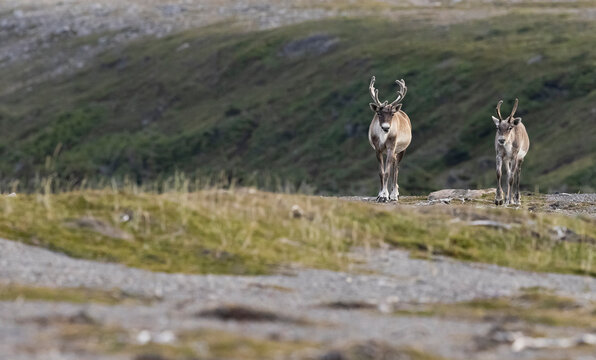 Woodland caribou herd walking over a ridge. 