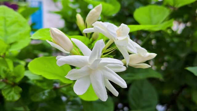 Jasminum sambac (mogra) white fragrant flowers blooming on a jasmine plant