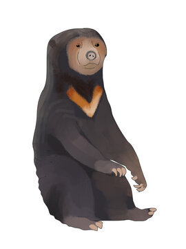 sun bear beruang madu