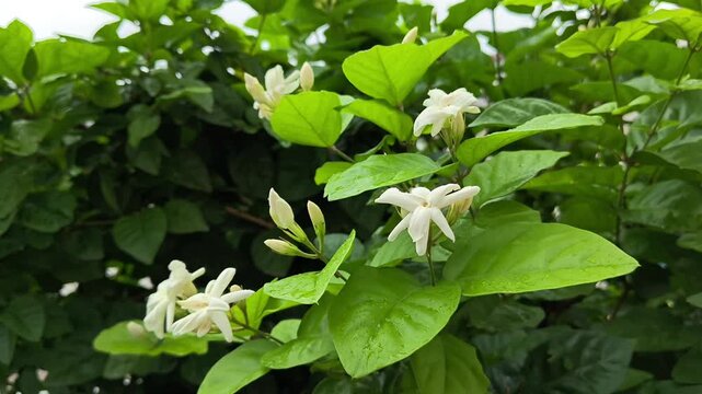 Jasminum sambac (mogra) white fragrant flowers blooming on a jasmine plant