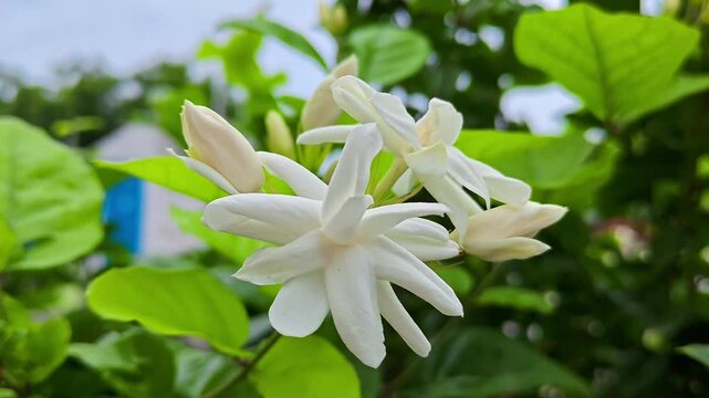 Jasminum sambac (mogra) white fragrant flowers blooming on a jasmine plant