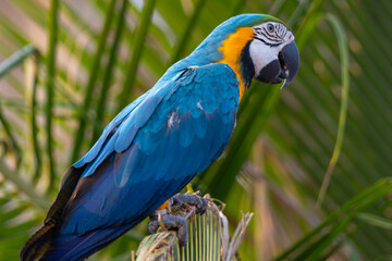 Vibrant blue and yellow macaw parrot perched on a palm leaf frond in a tropical setting. © wannasak