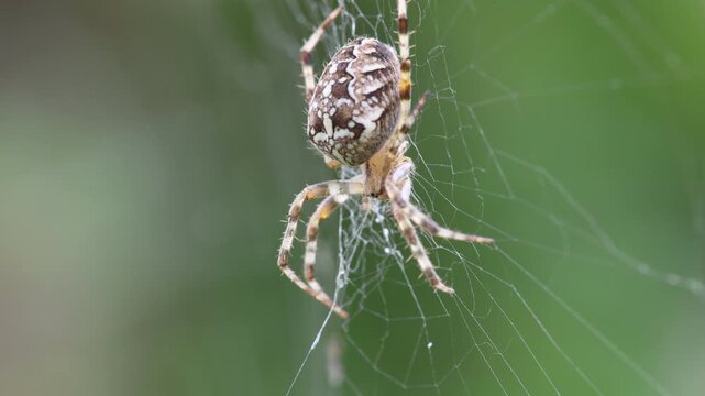 European Garden Spider Araneus Diadematus Resting on Orb Web in Macro Close Up with Static Camera