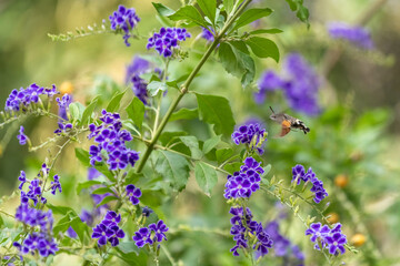 Moro sphinx en train de butinier les fleurs d'un vanillier de Cayenne © PPJ