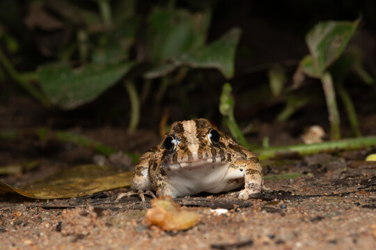Brown frog wildlife forest floor amphibian camouflage