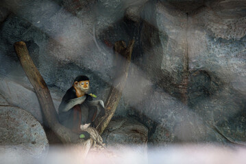 Golden snub nosed monkey sitting on branch inside rocky cave, surrounded by textured stone and soft foreground blur, creating quiet wildlife portrait with natural earthy color and depth © chokniti