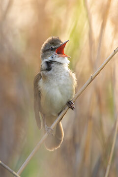 great reed warbler singing on reed stem