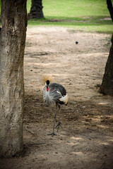 Fototapeta premium Crowned crane standing between tree trunks in shaded park, displaying elegant gray plumage, golden crown, red throat pouch, and long legs while looking alert in natural setting