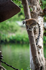 Fototapeta premium Lemur ring tailed lemur tree wildlife animal mammal forest nature