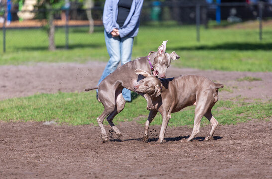 One Weimaraner launches into a playful tackle with the other at the dog park