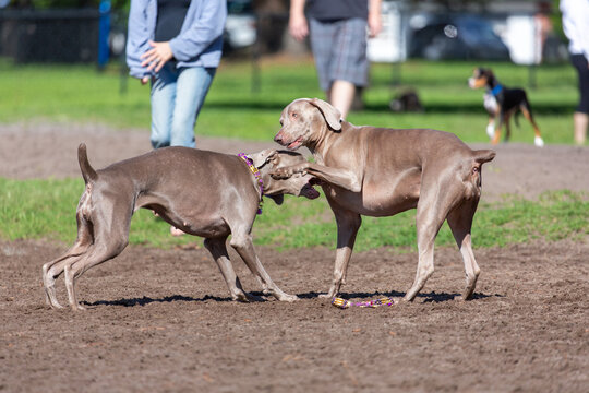 Two Weimaraner dogs play rough together at a dog park on a sunny day with people nearby