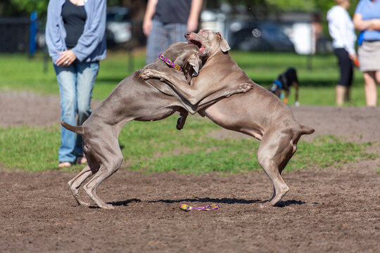 Two Weimaraner dogs play together in a park during a sunny afternoon in spring While people watch