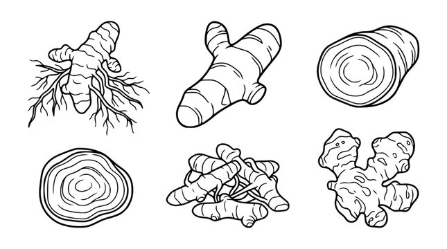 Turmeric and ginger root hand drawn vector icon set with whole raw rhizomes plant roots and slices isolated on white background