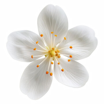 White Flower Blossom isolated on transparent background Generative Ai.