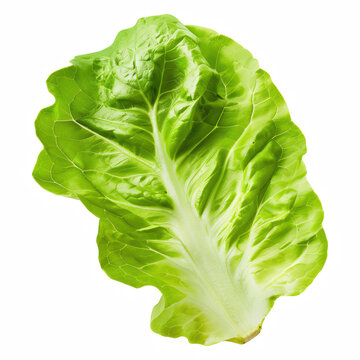Single Fresh Butterhead Lettuce Leaf isolated on transparent background Generative Ai.
