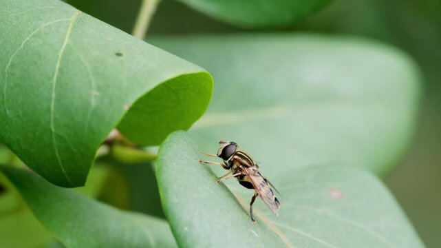 Hoverfly Resting on Green Leaf Macro Nature Video