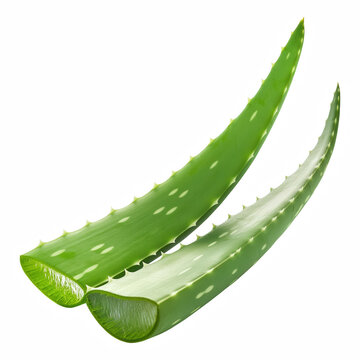 Two Fresh Aloe Vera Leaves isolated on transparent background Generative Ai.