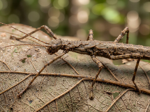 Macro photography of a camouflaged stick insect resting on dry forest floor