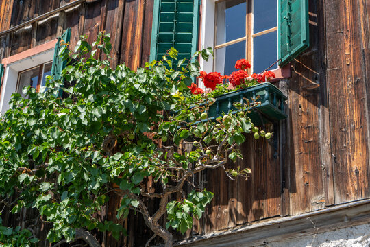 Rustic Wooden Alpine House Window with Open Green Shutters and Bright Flowers. Red Geranium Flowers in Pot on a Windowsill.