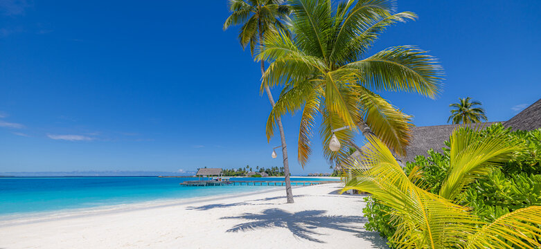 Sunny tropical beach coconut palm trees vibrant green foliage turquoise sea sandy shore sunshine summer island. Perfect summer vacation travel scene. Exotic paradise relax scenic tropical background