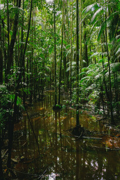 A dark creek through a danse swamp forest