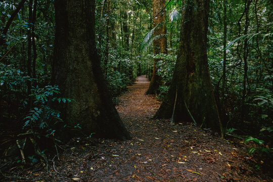 A dirt walking trail in a dense rainforest