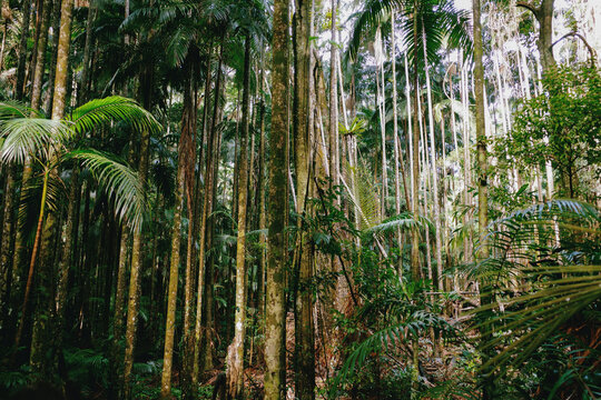 Slender trunks of bangalow palms in forest