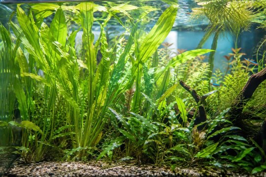 Vibrant aquatic plants thriving in clear freshwater tank, lush green foliage with tropical fish swimming, serene underwater garden for home aquarium decoration