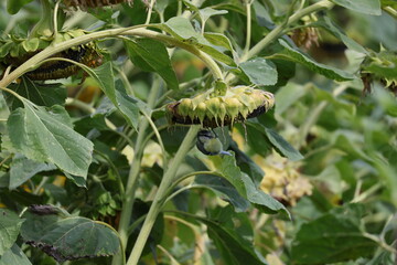 Blue Tit clinging beneath a sunflower head while reaching for the ripening seeds © Olga