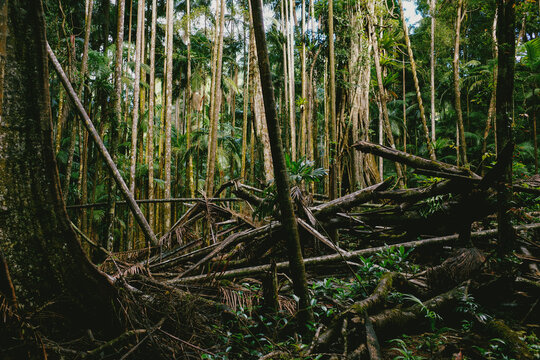 Fallen, decaying tree trunks and broken branches in rainforest