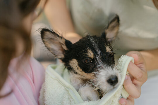 Small wet puppy enjoying outdoor bath
