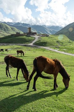Horse grazing above Ushguli village in the Caucasus
