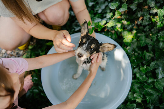 Gentle puppy care during summer bath