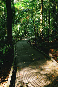 Boardwalk through the palm forest in Queensland