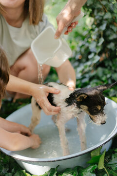 Caring hands bathing adorable young puppy