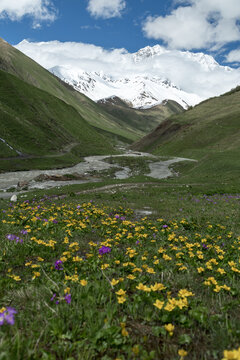 Alpine wildflower meadow with snowy Caucasus mountains