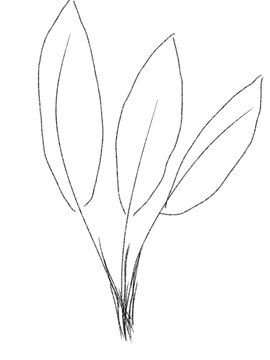 branch of a tree