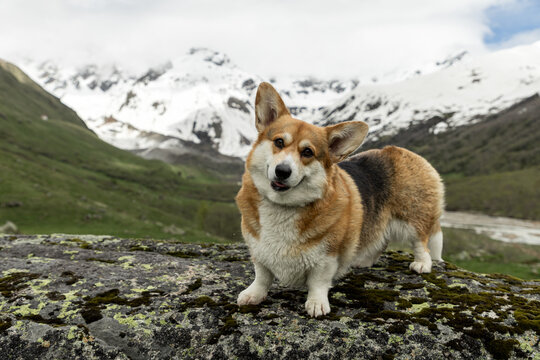 Pembroke Welsh Corgi in front of snowy Caucasus mountains